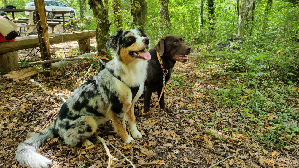 Familienfuchsjagd am 12.09.2021 (Bild 16 von 20) Familienfuchsjagd am 12.09.2021 (Bild 16 von 20)