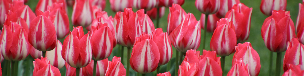 Tulpen in Morges © HB9FGU Tulpen in Morges © HB9FGU